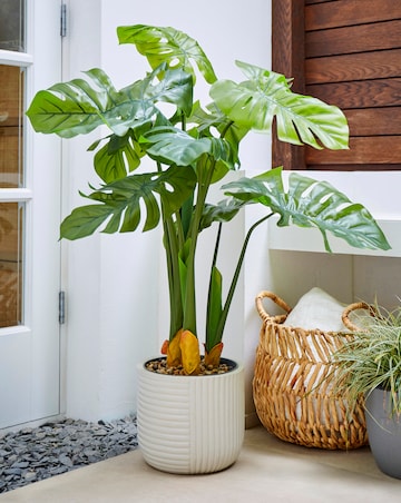 Indoor/Outdoor Swiss Cheese Plant