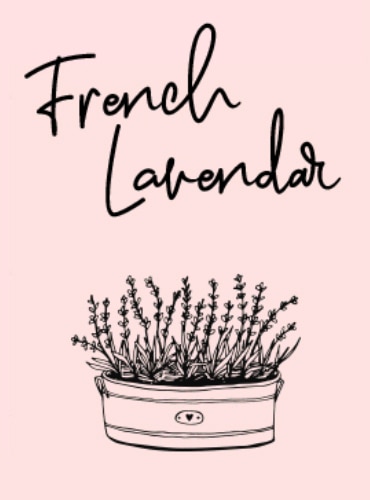 French Lavender illustration