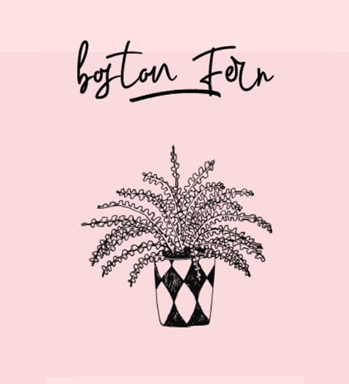 Bosten Fern illustration
