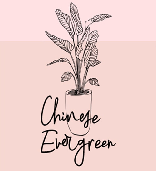 Chinese Evergreen illustration