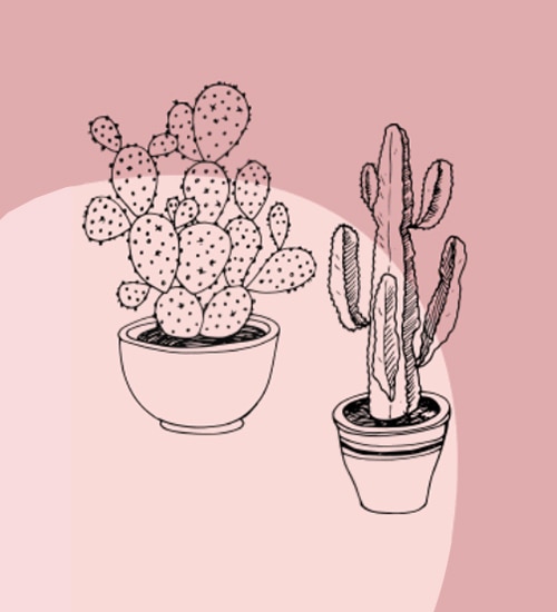 Cacti plant illustration