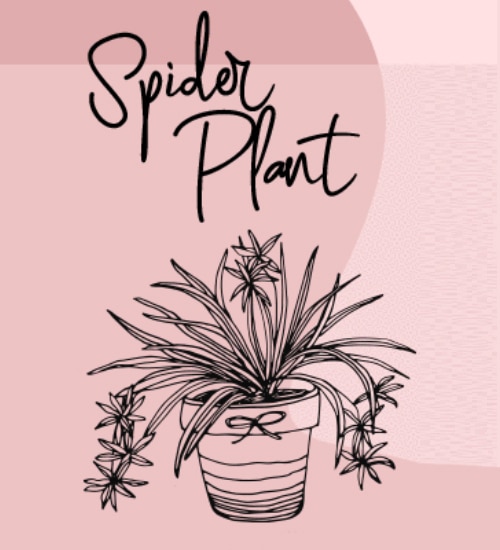 Spider Plant illustration