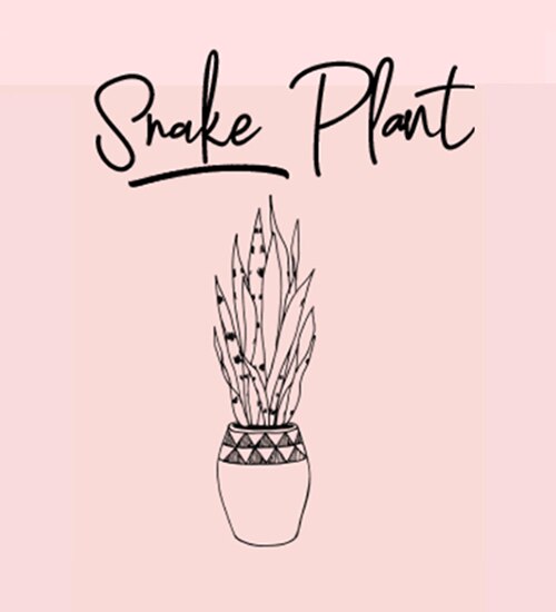 Snake Plant illustration