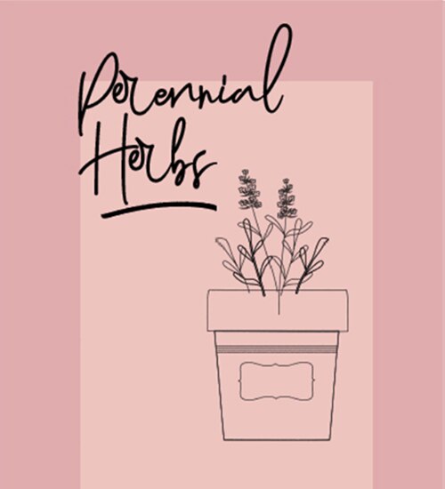 Perennial Herbs illustration
