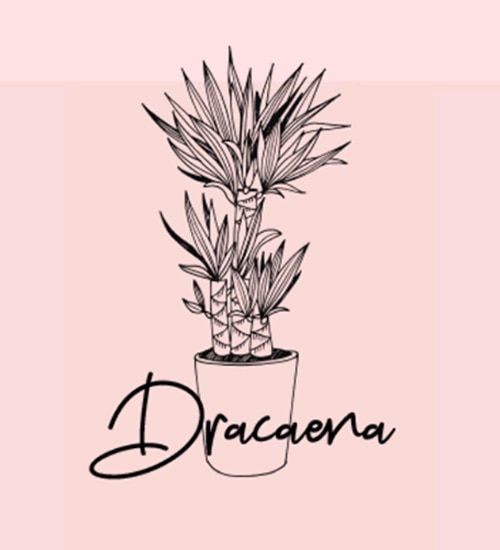 Dracaena houseplant illustration