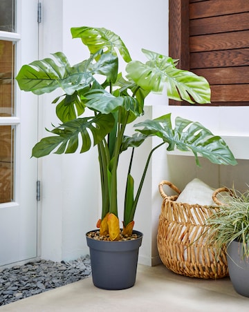 Indoor/Outdoor Swiss Cheese Plant