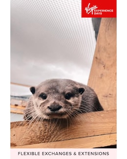 Millets Wildside Private Otter Feeding Experience E- Voucher