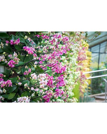 Visit to Kew Gardens and Palace for Two E-Voucher