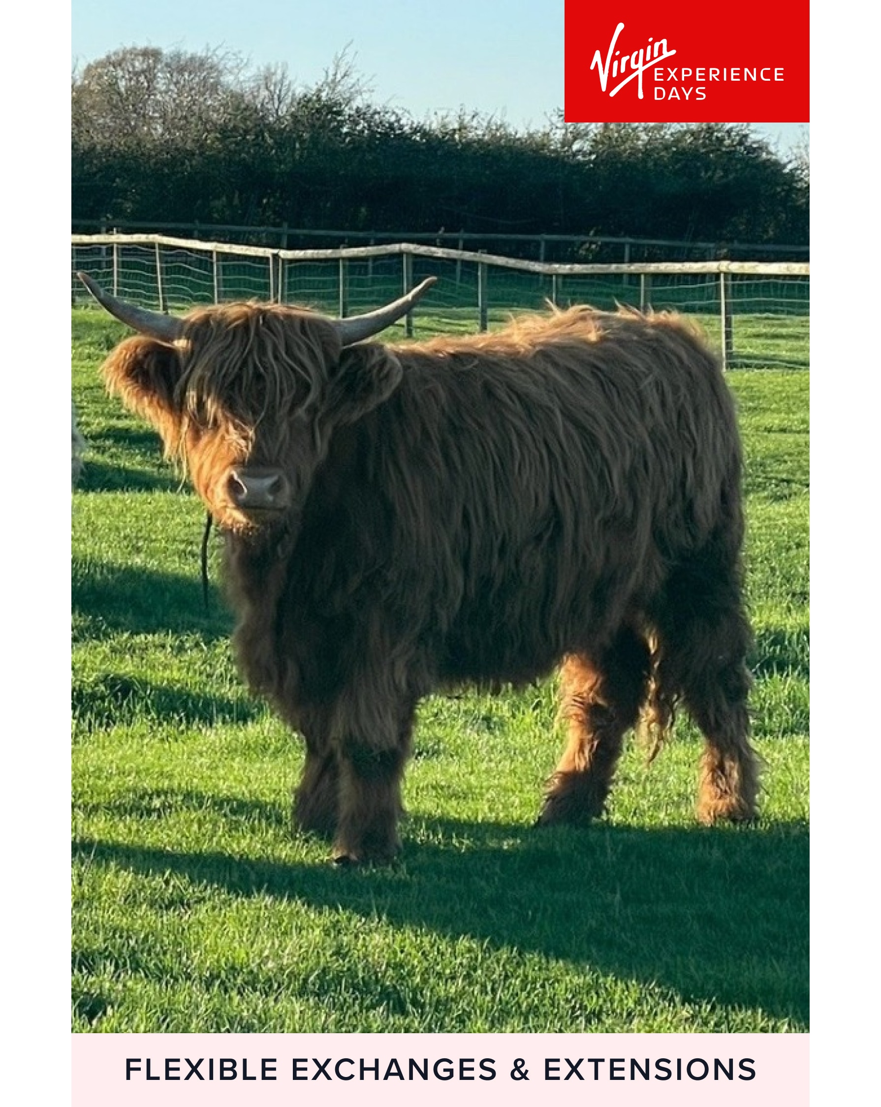 New In - Highland Cow