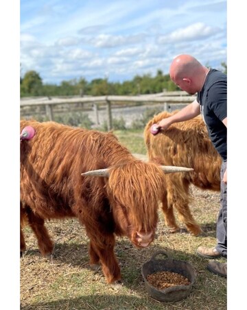 Meet and Greet a Highland Cow E - Voucher