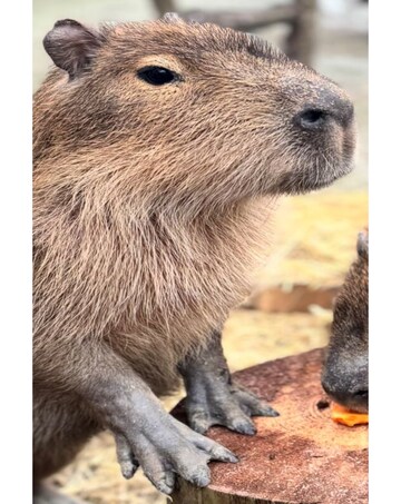 Millets Wildside Capybara Encounter for Two E - Voucher