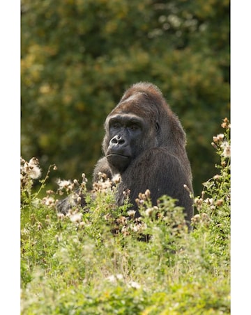 Port Lympne Reserve Visit and Expert Rangers Safari for Two E-Voucher