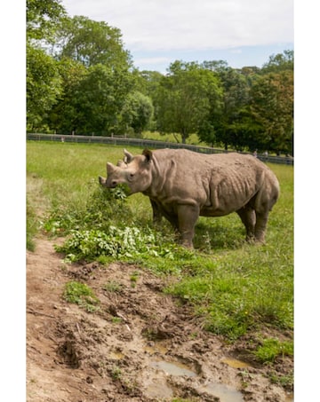 Port Lympne Safari One Night Glamping Stay for up to Four E-Voucher